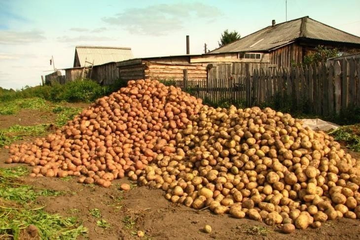 Засуха в деревне картошки