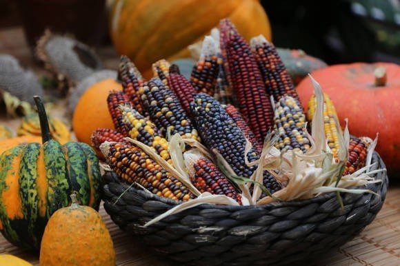 Кукуруза индийская декоративная жемчужная радуга