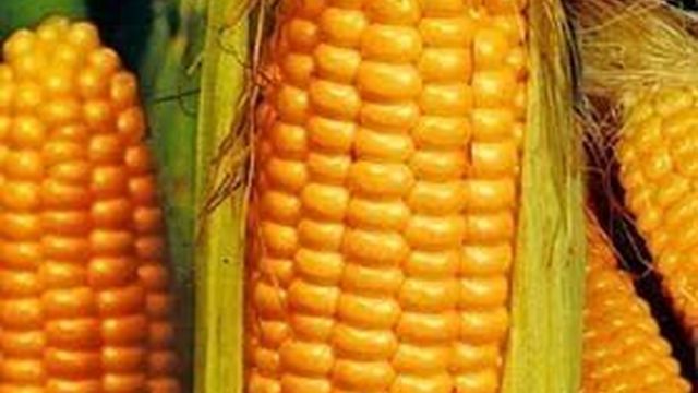Как в сибири вырастить кукурузу