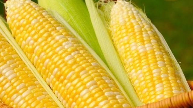 Как варить кукурузу в микроволновке? Несколько нехитрых советов
