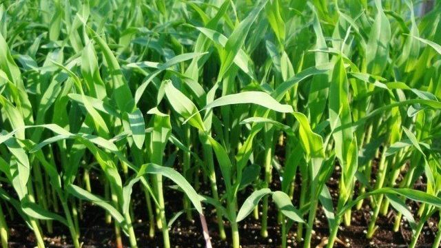 Как вырастить кукурузу рассадным способом