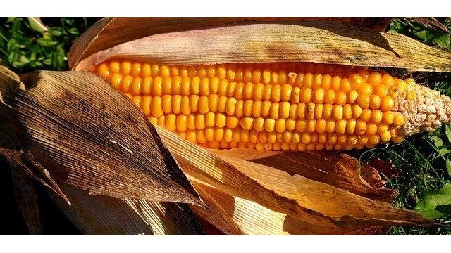 Какие витамины содержатся в кукурузе