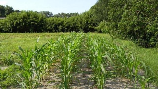 Кукуруза — это однолетнее травянистое растение