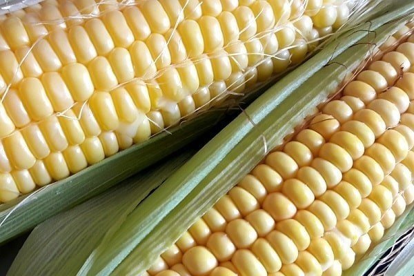 Кормовые сорта кукурузы