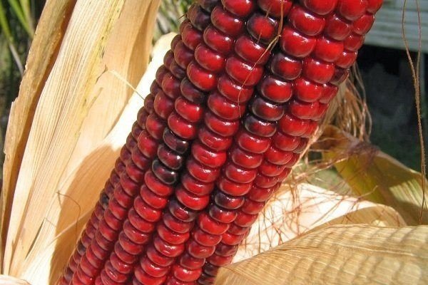 Красная земляничная кукуруза