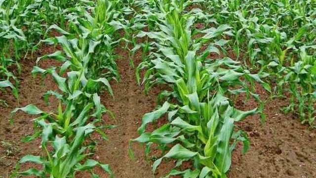 Правила размножения и культивирования кукурузы в огороде