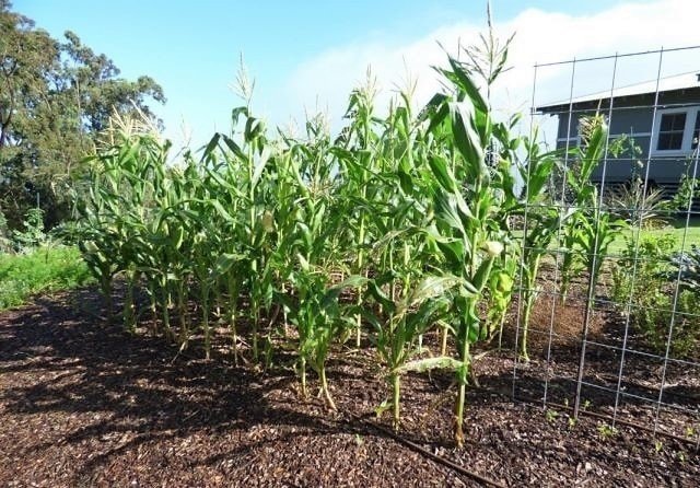 Кукуруза в поле внии кукурузы