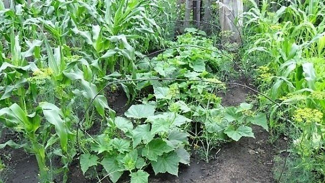 Сажаем кукурузу в открытый грунт: сроки посадки, выращивание и уход