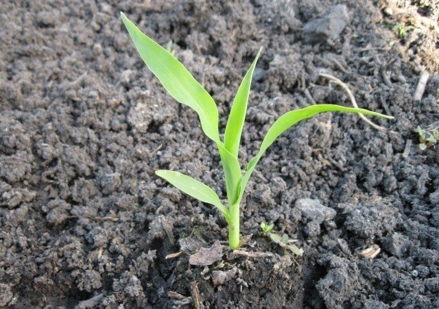 Рассада кукурузы для сада