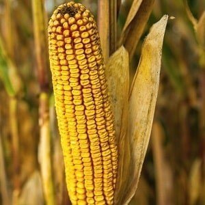Кукуруза на поле