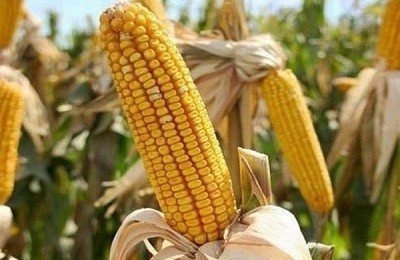 Кормовые сорта кукурузы