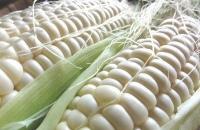 Кукуруза белая сорта