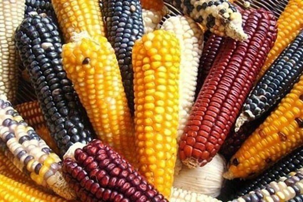 Мексика корн кукуруза