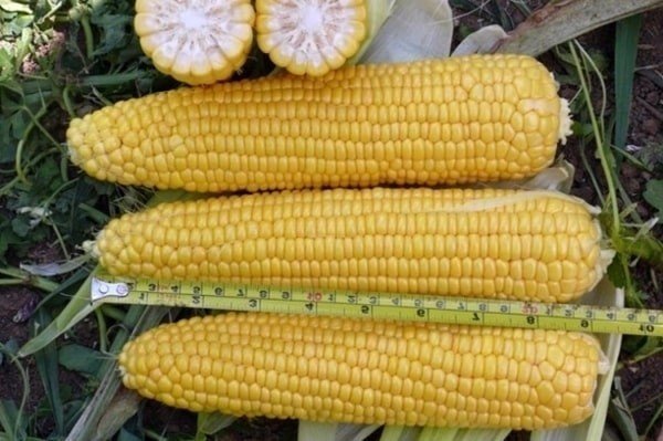 Внешний вид кукурузы сорта Добрыня