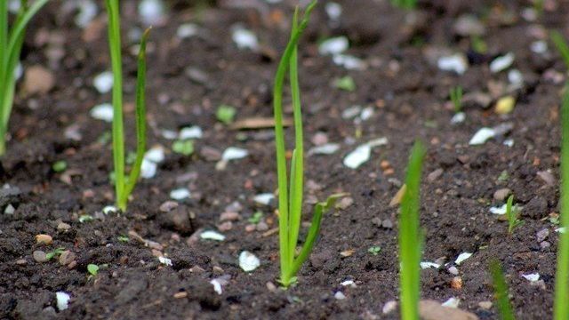 Как вырастить лук-севок из семян-«чернушки»
