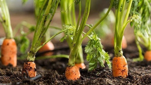 Ботва моркови: польза и вред для здоровья