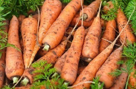 Морковь местная