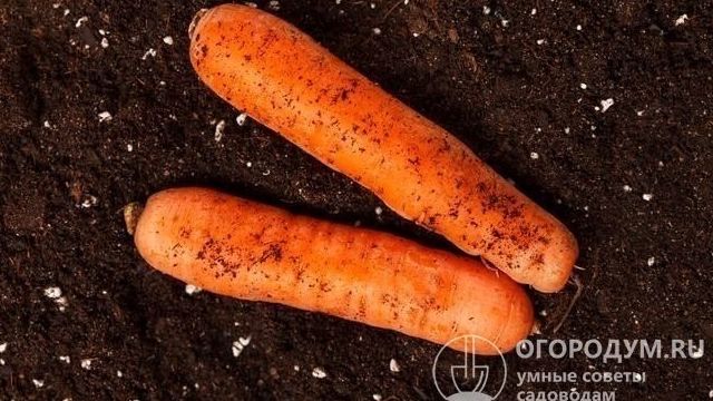 Морковь Самсон: описание и характеристика сорта