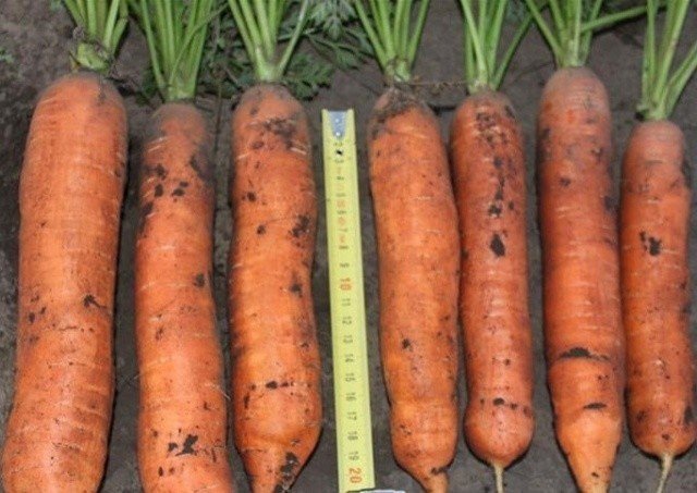 Сорт моркови шаптипе