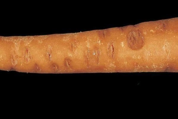 Бактериальная гниль моркови
