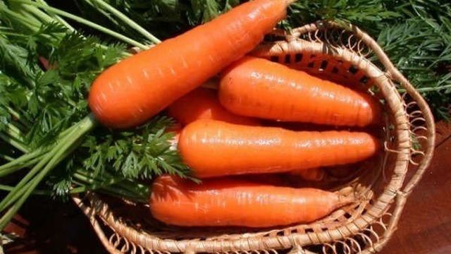 Посадка моркови осенью под зиму