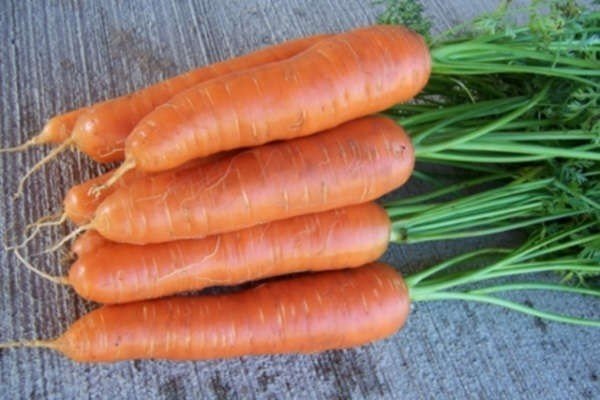 Сорт моркови лосиноостровская
