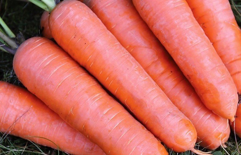 Морковь шантанэ королева