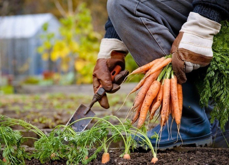 Морковь в руках огород