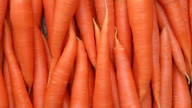 Посадка моркови в открытый грунт весной