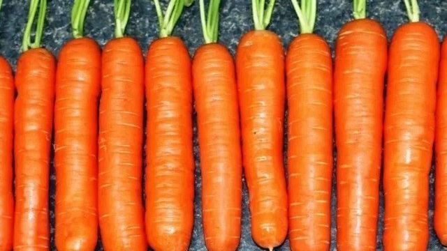 Семена моркови: лучшие сорта для открытого грунта