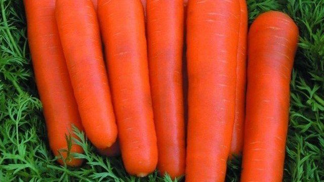 Сорт моркови Детская сладость