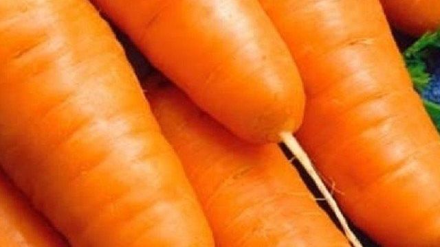 Сорт моркови Шантане: описание, фото и отзывы