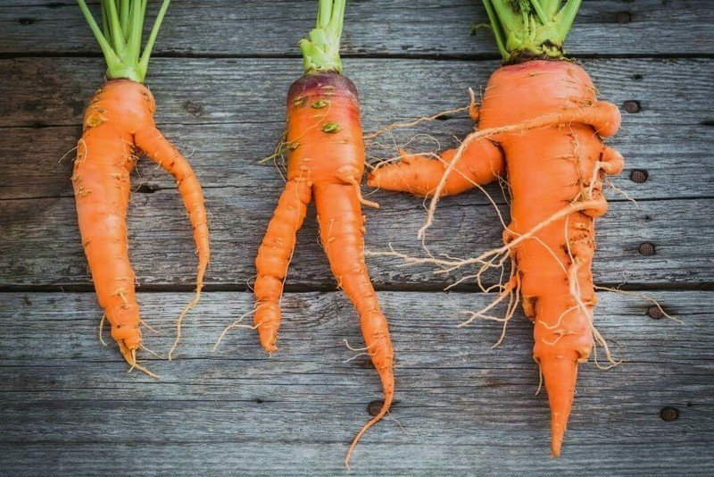 Корнеплод моркови