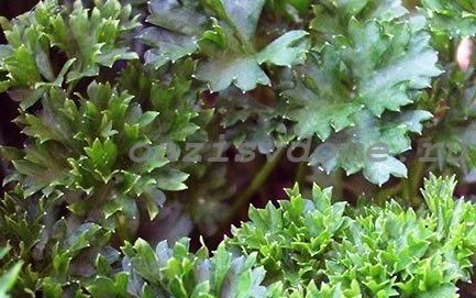 Асплениум scolopendrium cristatum