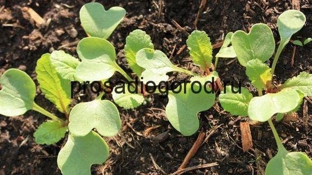 Как правильно выращивать редис в теплице