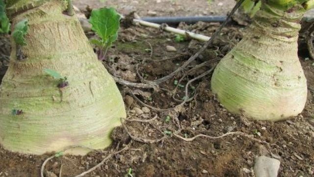 Как выращивать репу в открытом грунте