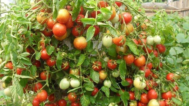 Ампельные помидоры