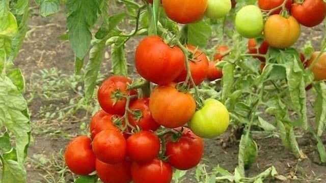 Что такое индетерминантные и детерминантные сорта томатов