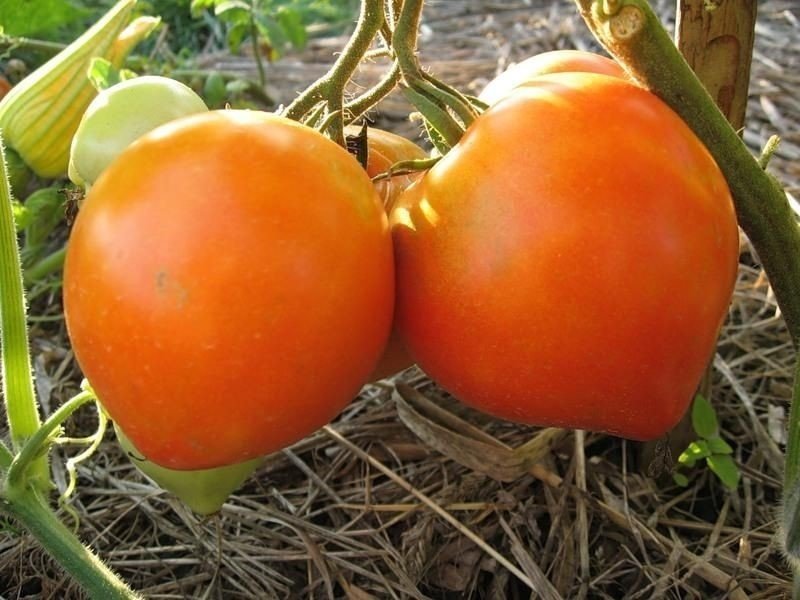 Сорт томатов буденовка