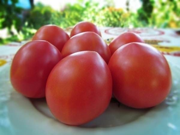 Томат томат буденовка