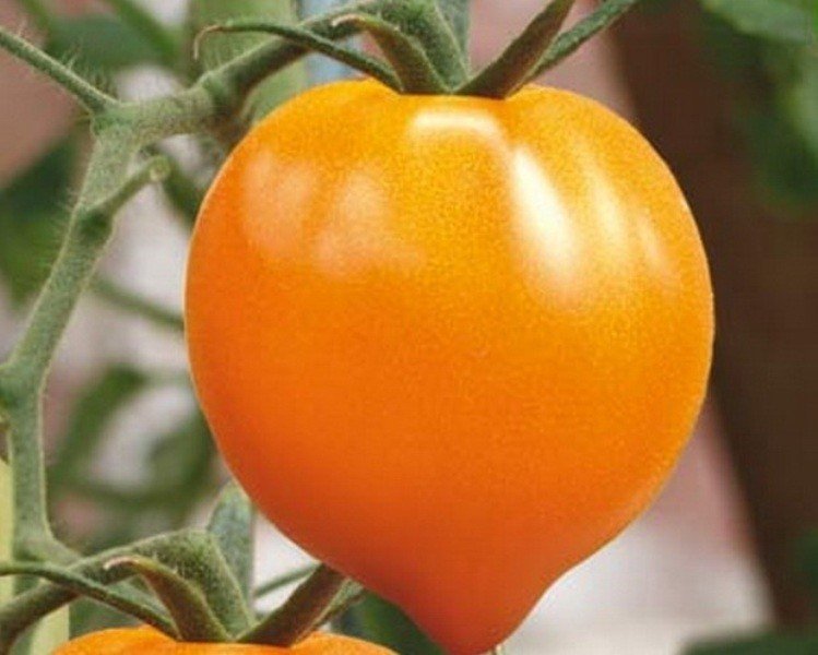 Сорт томата мандаринка