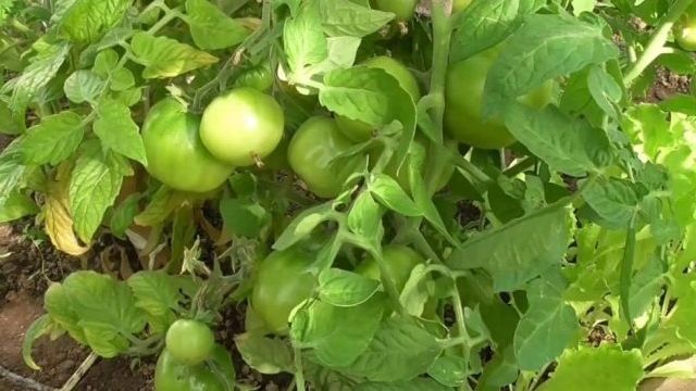 Насладитесь помидорами ранним летом с томатом Июньский