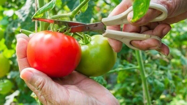 Обзор сорта томата “Райское наслаждение” и его отличительных особенностей