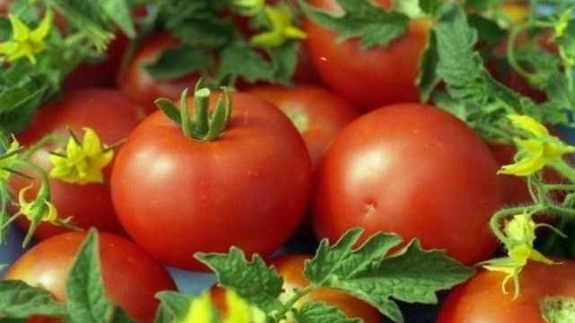Сорта помидоров для Беларуси