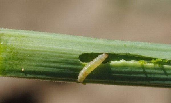 Личинка лукового скрытнохоботника