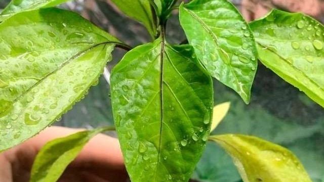 Почему перец сбрасывает листья и как помочь растению