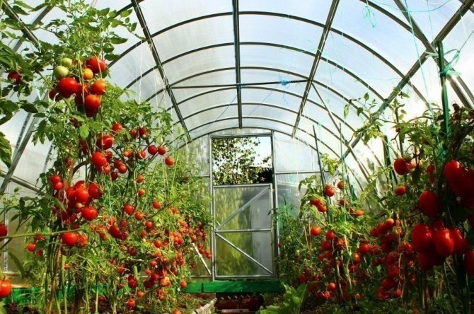 Сорта томатов для теплицы из поликарбоната