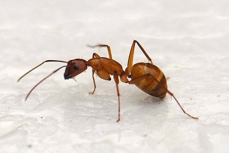 Коричневый муравей