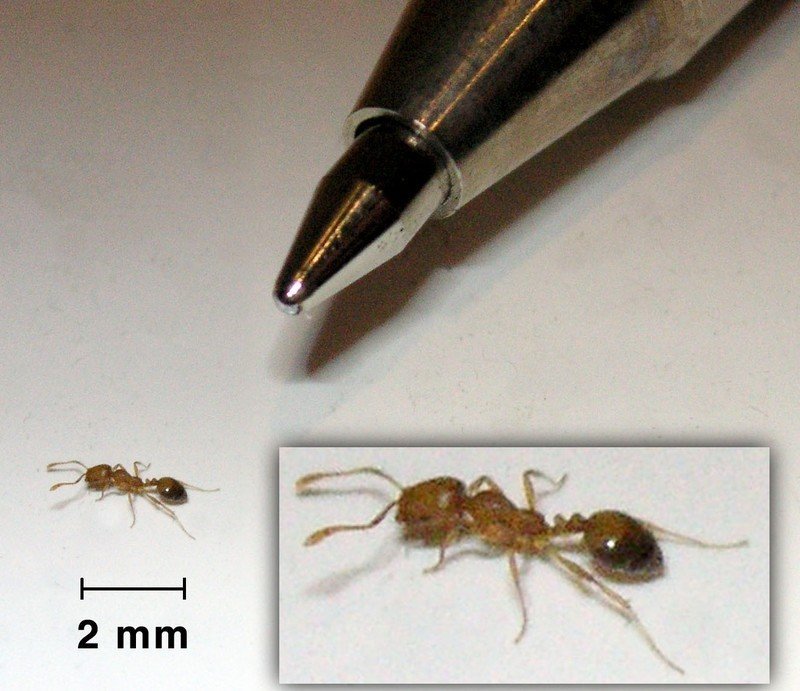 Фараоновые муравьи матка
