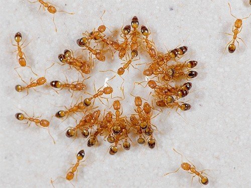 Открытка рыжие муравьи домашние